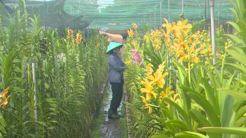 Sản xuất hoa, cây kiểng hướng tới 14.000 tỷ đồng năm 2030 - Ảnh 2.