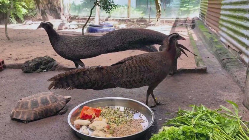 Hành trình 30 năm bảo tồn động vật quý hiếm Thảo Cầm Viên và mục tiêu tái tạo hệ sinh thái - Ảnh 1.