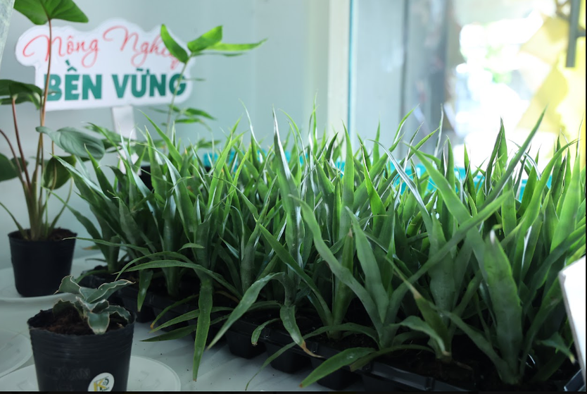 Kết nối chuỗi giá trị dứa MD2, mở hướng nâng tầm trái cây Việt- Ảnh 8.