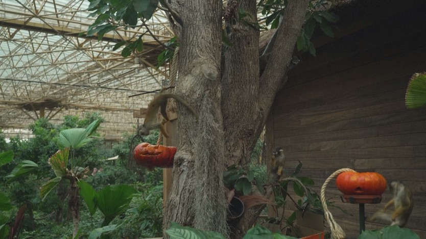 Bỉ: Động vật đón Halloween với những quả bí ngô nhồi- Ảnh 2.