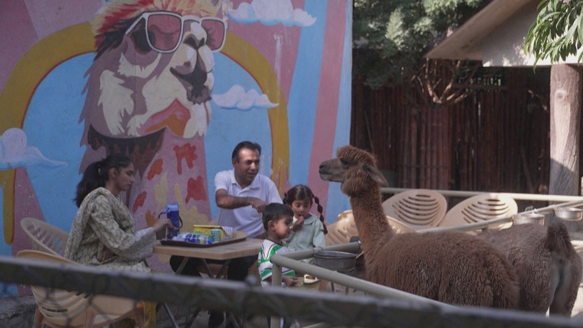 Quán cà phê alpaca ở Pakistan hút khách nhờ trải nghiệm lạ - Ảnh 2.