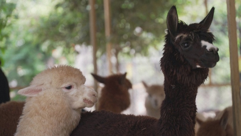 Quán cà phê alpaca ở Pakistan hút khách nhờ trải nghiệm lạ - Ảnh 3.