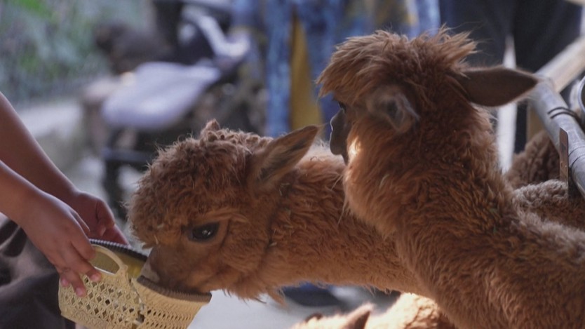 Quán cà phê alpaca ở Pakistan hút khách nhờ trải nghiệm lạ - Ảnh 4.