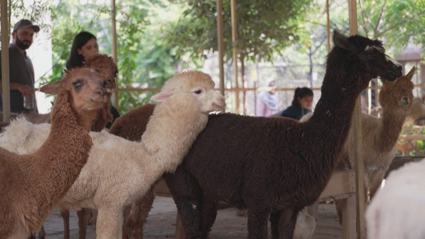 Quán cà phê alpaca ở Pakistan hút khách nhờ trải nghiệm lạ - Ảnh 5.
