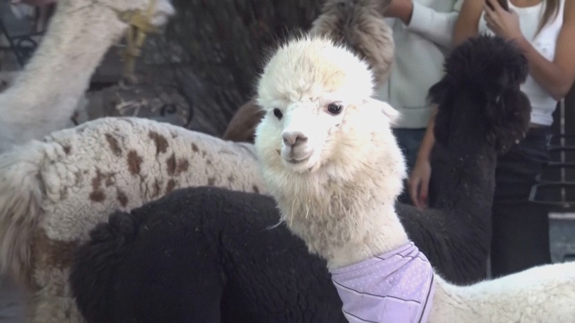 Lạc đà Alpaca làm nhân viên phục vụ trong quán cafe ở Serbia - Ảnh 2.