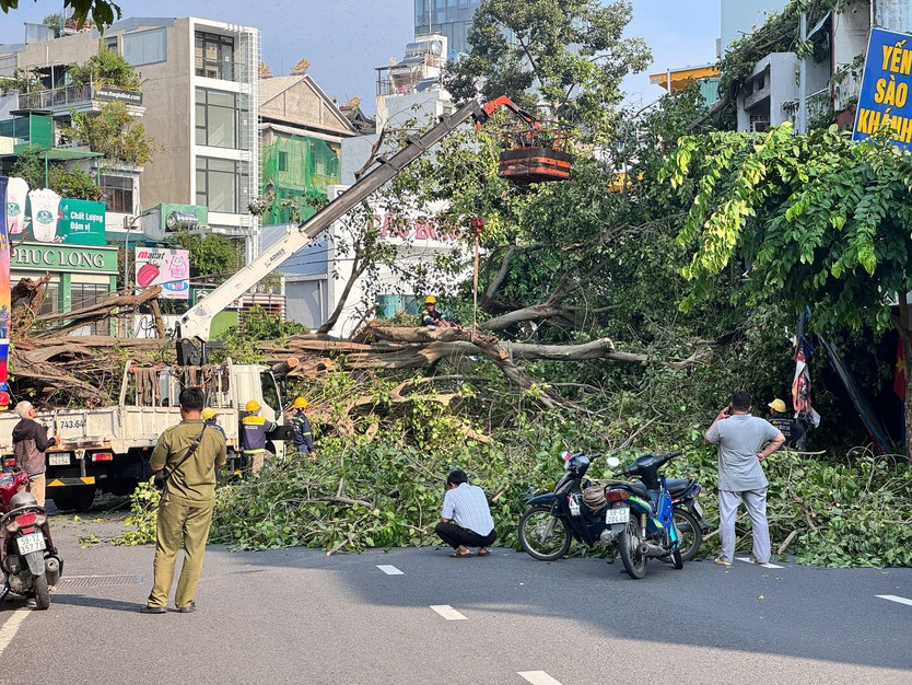 TP. Hồ Chí Minh: Cây lớn đổ gục tại giao lộ Đinh Tiên Hoàng - Nguyễn Phi Khanh - Ảnh 1.