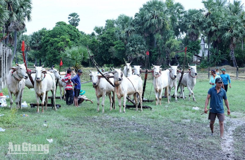 Hội Đua bò Bảy Núi 2026 sôi động với sắc màu văn hóa - Ảnh 1.