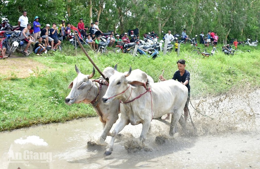 Hội Đua bò Bảy Núi 2026 sôi động với sắc màu văn hóa - Ảnh 5.