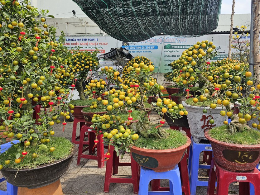 TP. Hồ Chí Minh: Tiểu thương sẵn sàng nguồn hoa phục vụ người dân dịp Tết - Ảnh 1.