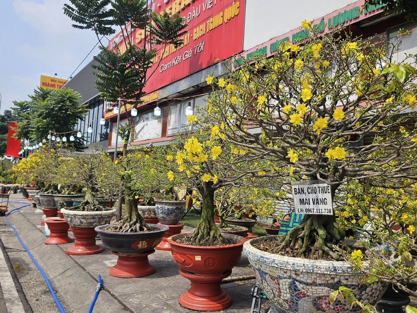 TP. Hồ Chí Minh: Tiểu thương sẵn sàng nguồn hoa phục vụ người dân dịp Tết - Ảnh 6.