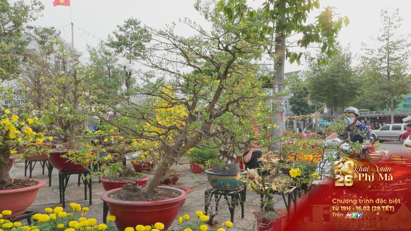 Rực rỡ chợ hoa Xuân Bính Ngọ tại Thủ Dầu Một - Ảnh 5.