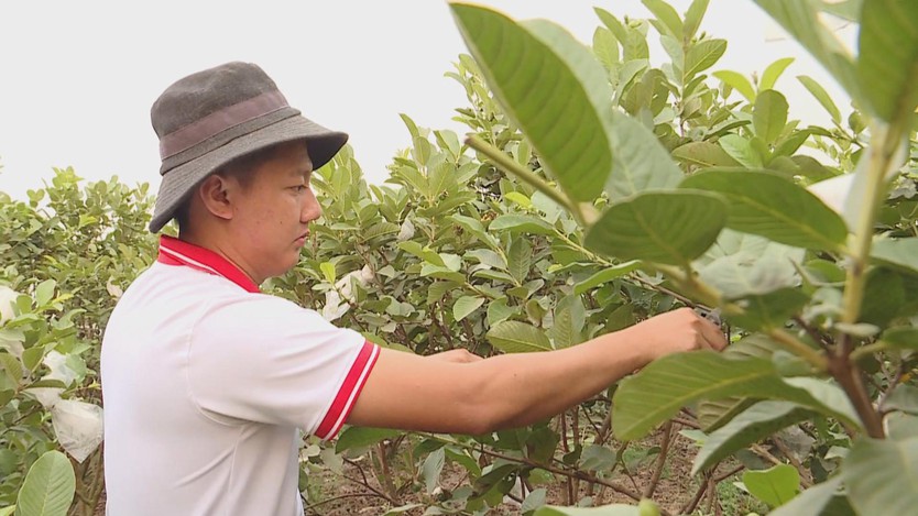 Thời sự trưa HTV ngày 21/2/2026 I Làm giàu nơi ngoại thành - Ảnh 1.