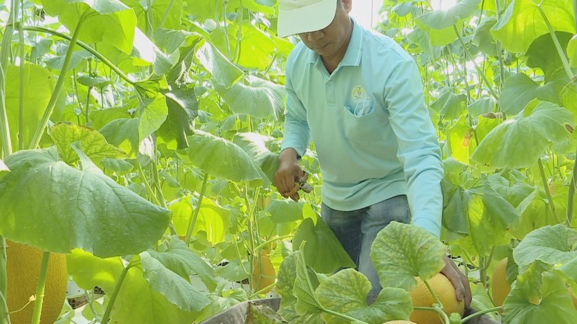 Dưa lưới bước vào mùa thu hoạch rộn ràng phục vụ thị trường Tết - Ảnh 8.