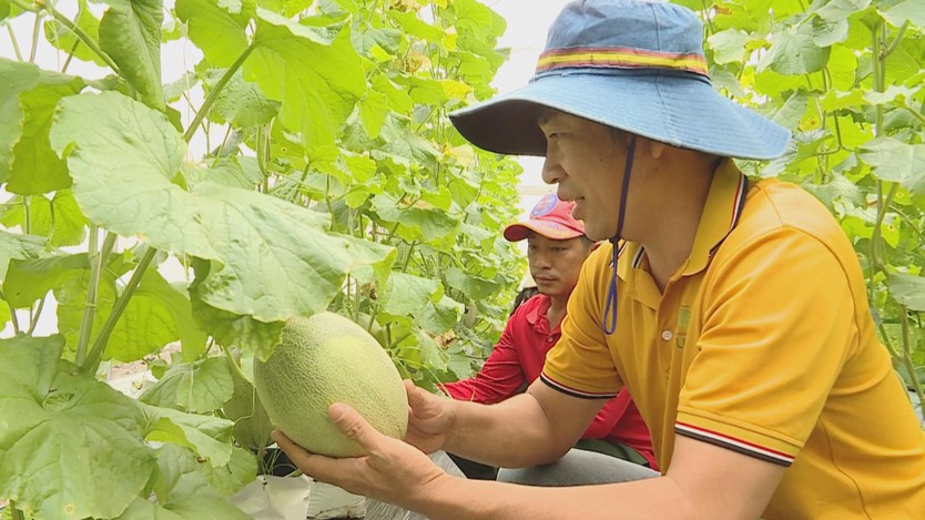 Dưa lưới bước vào mùa thu hoạch rộn ràng phục vụ thị trường Tết - Ảnh 6.