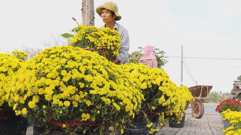 Nhà vườn TP. Hồ Chí Minh nhộn nhịp bước vào mùa cao điểm- Ảnh 1.