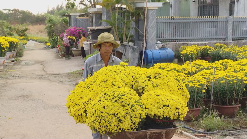 Nhà vườn TP. Hồ Chí Minh nhộn nhịp bước vào mùa cao điểm- Ảnh 3.