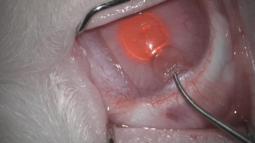 Tây Ban Nha: phát triển giác mạc nhân tạo từ vảy cá - Ảnh 4.