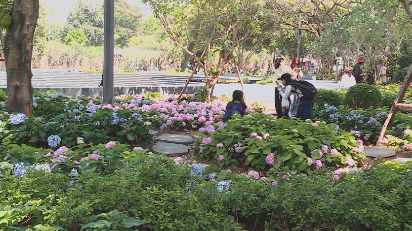 Vườn hoa cẩm tú cầu giữa lòng TP. Hồ Chí Minh - Ảnh 1.