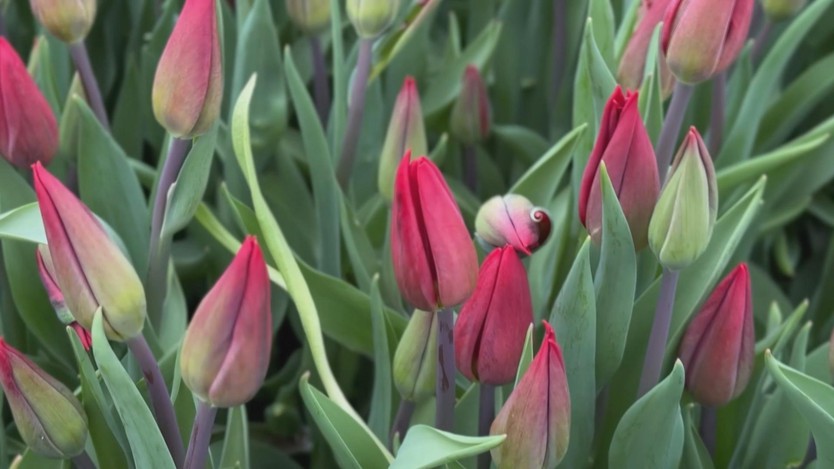 Nga: Triệu đóa tulip mừng Ngày Quốc tế Phụ nữ 8/3 - Ảnh 3.