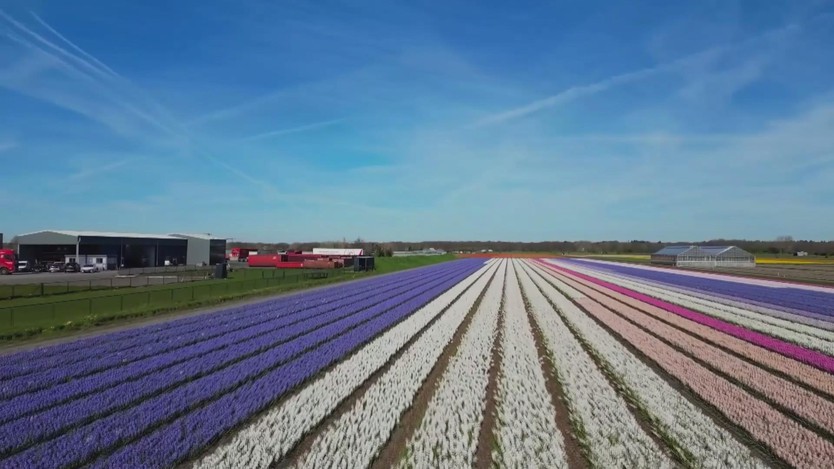 Hoa tulip và thủy tiên nở rộ trên khắp Hà Lan- Ảnh 2.