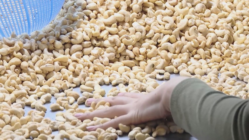 Giá hạt điều cao kỉ lục trên thị trường, tạo động lực cho nông dân - Ảnh 5.