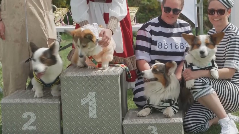 Dàn “vận động viên 4 chân” Corgi tranh tài sôi động tại Prague - Ảnh 2.
