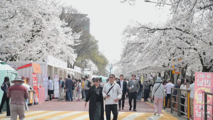 Hàn Quốc: hoa anh đào báo hiệu mùa xuân tại Seoul - Ảnh 1.
