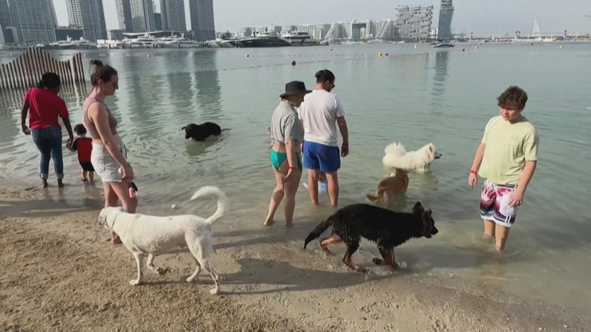 Lễ hội dành cho cún cưng tại Dubai (UAE) - Ảnh 3.