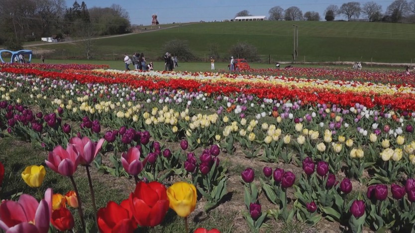 Ngắm tulip nở rộ tại lễ hội Tulleys Tulip Fest ở Anh- Ảnh 2.