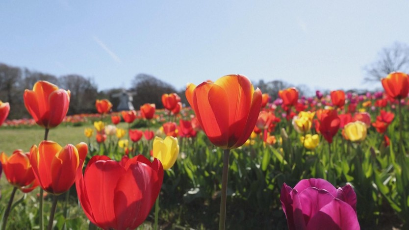 Ngắm tulip nở rộ tại lễ hội Tulleys Tulip Fest ở Anh- Ảnh 3.
