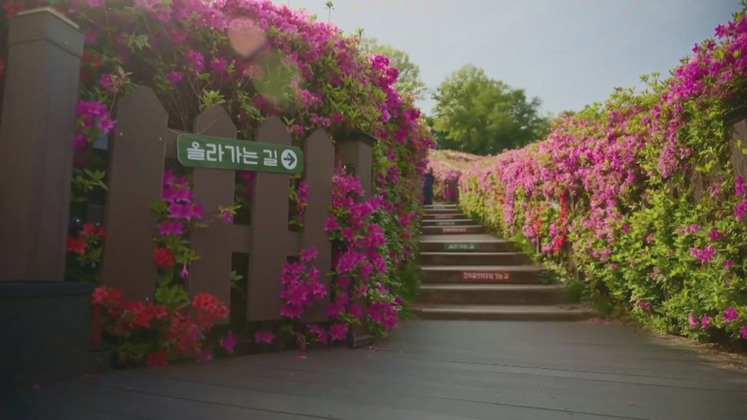 Sắc hồng phủ kín tại Lễ hội hoa đỗ quyên Gunpo - Ảnh 2.