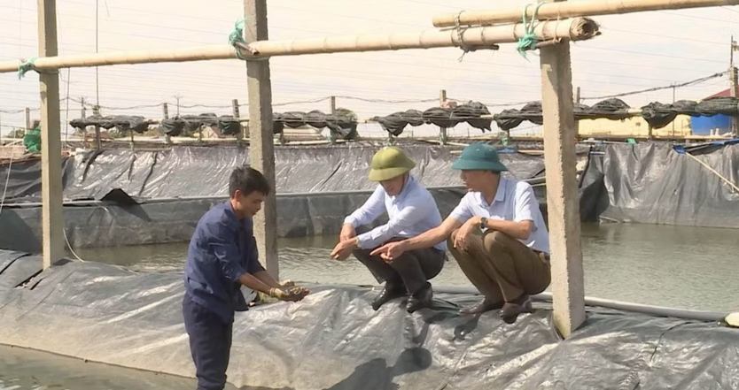 Nghề nuôi ốc hương mở dư địa lớn cho kinh tế biển Ninh Bình - Ảnh 1.