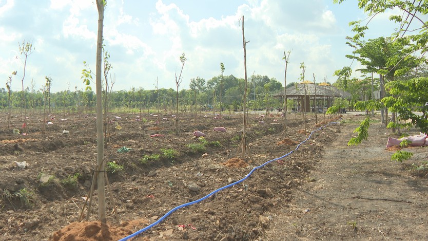 TP. Hồ Chí Minh sẽ trồng thêm 500 cây xanh tại xã Bình Lợi - Ảnh 3.