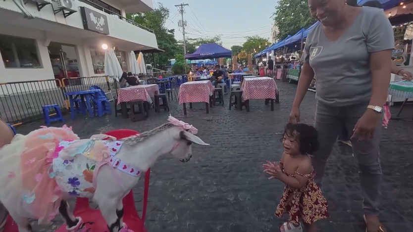 Chú dê thời trang gây ấn tượng ở Philippines - Ảnh 1.