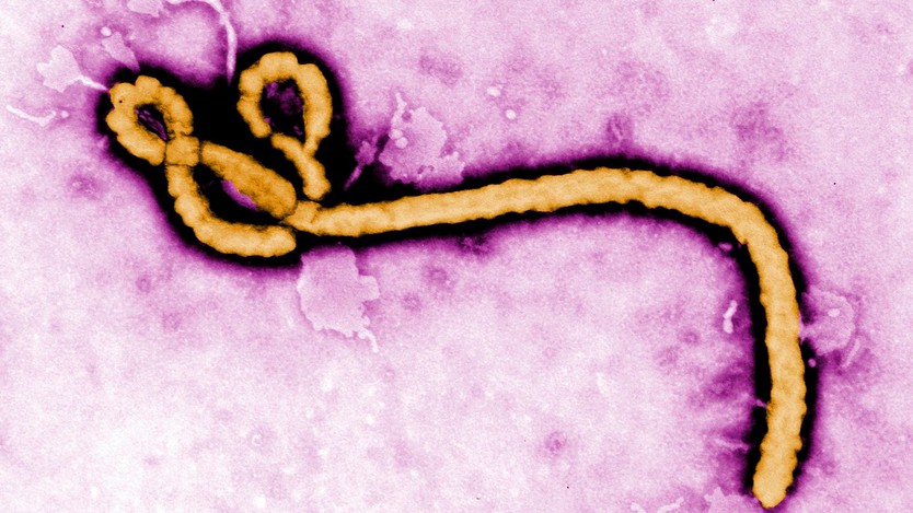 Ít nhất 80 người tử vong trong đợt bùng phát dịch Ebola ở Congo- Ảnh 2.