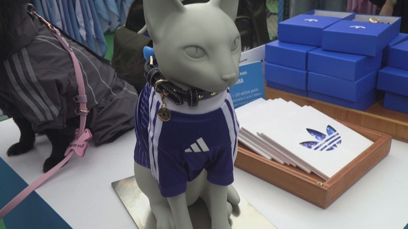 Adidas ra mắt thời trang World Cup dành cho thú cưng- Ảnh 3.