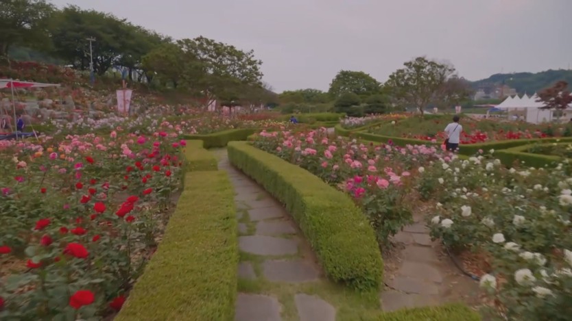 Hàn Quốc: Vương quốc Hoa hồng tại Gangwon- Ảnh 4.