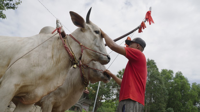 “Theo dấu vó bò” - Hành trình gìn giữ nhịp sống Khmer giữa vùng Bảy Núi - Ảnh 2.