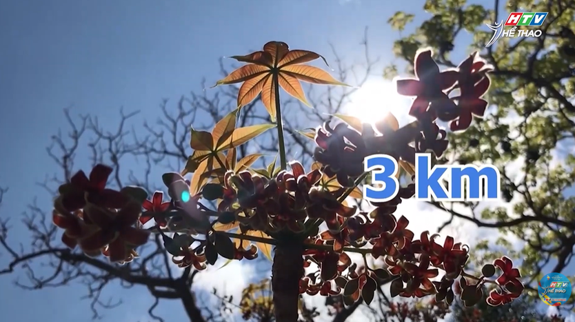 Mở cổng đăng ký giải chạy trail "Ý Chí Côn Đảo" 2026- Ảnh 5.
