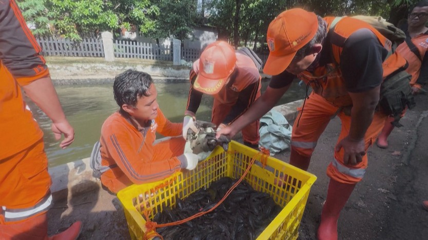 Indonesia: Cá lau kính sinh sôi giữa dòng nước ô nhiễm - Ảnh 3.