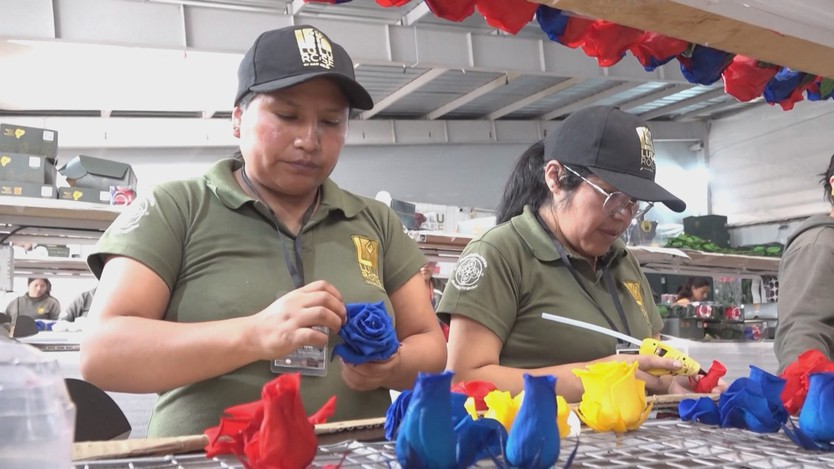 Ecuador biến hoa hồng thành quốc kỳ World Cup - Ảnh 1.