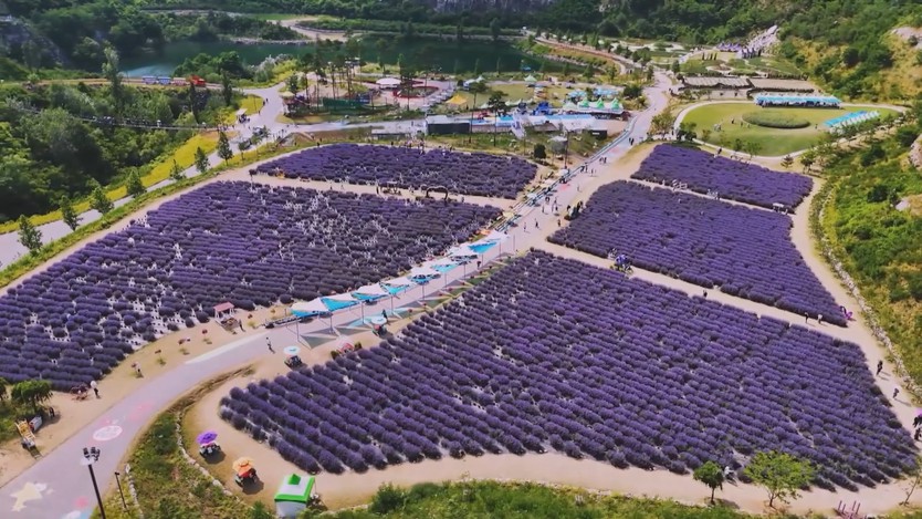 Rực rỡ lễ hội hoa oải hương ở tỉnh Gangwon, Hàn Quốc  - Ảnh 1.
