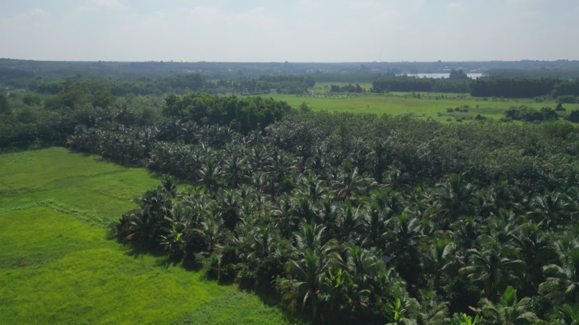 Dừa xiêm lùn giúp nông dân ven sông nâng cao thu nhập - Ảnh 1.
