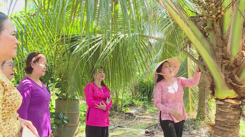 Dừa xiêm lùn giúp nông dân ven sông nâng cao thu nhập - Ảnh 4.