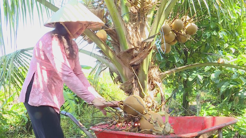 Dừa xiêm lùn giúp nông dân ven sông nâng cao thu nhập - Ảnh 3.