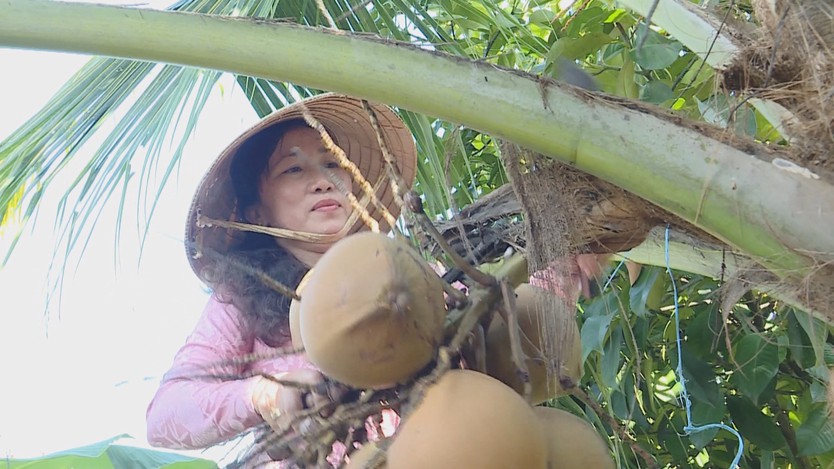 Dừa xiêm lùn mở hướng canh tác hiệu quả trên đất ven sông - Ảnh 1.