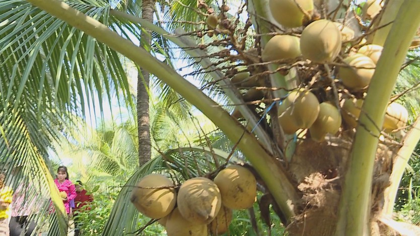 Dừa xiêm lùn mở hướng canh tác hiệu quả trên đất ven sông - Ảnh 2.