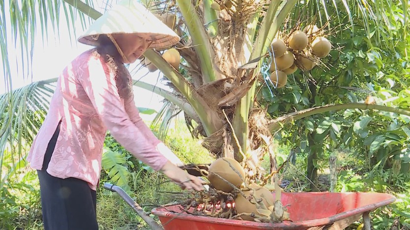 Dừa xiêm lùn mở hướng canh tác hiệu quả trên đất ven sông - Ảnh 3.