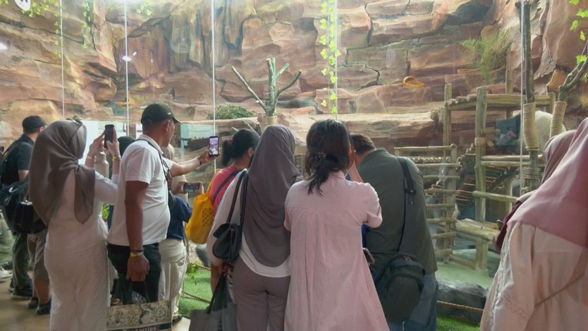 Gấu trúc đầu tiên chào đời ở Indonesia ra mắt công chúng - Ảnh 3.