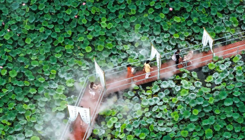 Sắc sen dệt nên bức tranh mùa hè Trung Hoa - Ảnh 14.